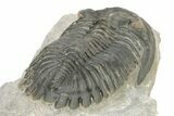 Hollardops Trilobite Fossil - Ofaten, Morocco #273378-4